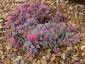 Sedum cauticola 'Coca-Cola' - small image 2