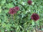 Silene asterias - small image 2