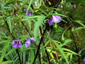 Solanum laciniatum - small image 2