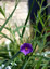 Solanum linearifolium - small image 2