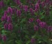 Stachys officinalis 'Hummelo' - small image 2