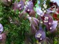 Streptanthus farnsworthianus - small image 2