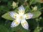Swertia bimaculata - small image 2