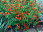 Tagetes 'Cinnabar' from Gt Dixter - small image 2