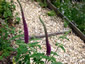 Teucrium hircanicum 'Purple Tails' - small image 2