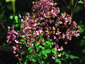 Thalictrum rochebrunianum AGM - small image 2