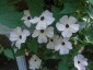 Thunbergia alata 'Suzie White' - small image 2