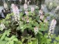 Tiarella 'Pink Skyrocket' - small image 2