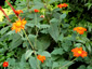 Tithonia rotundifolia - small image 2