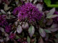 Trachelium caeruleum 'Black Knight' - small image 2