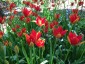 Tulipa sprengeri AGM - small image 2