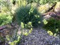 Verbascum roripifolium - small image 2