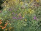 Vernonia lettermannii - small image 2