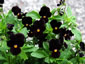 Viola 'Bowle's Black' - small image 2