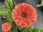 Zinnia elegans 'Benary's Giant Salmon Rose' AGM - small image 2