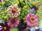 Zinnia elegans 'Queen Red Lime' - small image 2