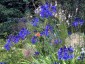 Agapanthus short dark blue Headbourne hybrids - small image 3