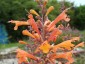 Agastache aurantiacus 'Apricot Sprite' - small image 3
