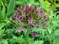 Allium cristophii AGM - small image 3