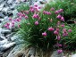 Allium narcissiflorum - small image 3