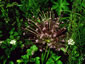 Allium schubertii - small image 3
