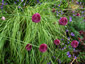 Allium sphaerocephalon - small image 3