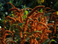 Amaranthus 'Autumn Palette' - small image 3