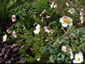 Anemone hupehensis ssp. hupehensis alba - small image 3