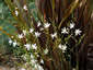 Anthericum ramosum - small image 3