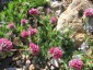 Anthyllis montana 'Rubra' AGM - small image 3