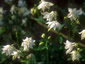 Aquilegia clematiflora 'Alba' - small image 3
