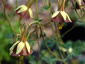 Aquilegia viridiflora - small image 3