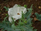 Argemone grandiflora - small image 3