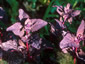 Atriplex hortensis 'Rubra' - small image 3