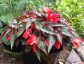 Begonia 'Dark Elegance' - small image 3