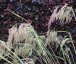 Calamagrostis emodensis - small image 3