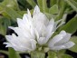 Campanula glomerata 'Alba' - small image 3