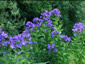 Campanula lactiflora 'Deep Blue' - small image 3