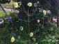 Cephalaria gigantea - small image 3