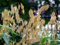 Chasmanthium latifolium - small image 3