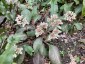 Chrysosplenium macrophyllum - small image 3