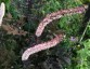 Cimicifuga racemosa dark leaved - small image 3