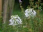 Cleome spinosa 'Alba' ('Helen Campbell') - small image 3