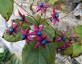 Clerodendrum trichotomum AGM - small image 3