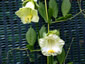 Cobaea scandens alba - small image 3