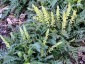 Corydalis ophiocarpa - small image 3