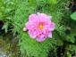Cosmos bipinnatus 'Double Click Rose Bonbon' - small image 3