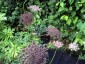 Daucus carota 'Purple Kisses' - small image 3