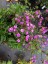 Dianthus japonicus - small image 3