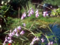 Dierama pulcherrimum - small image 3